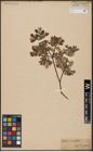 Foto von Salix aurita L.